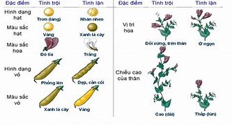 Nêu Phương Pháp Nghiên Cứu Của Menđen